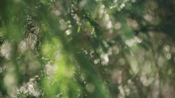 Natuurlijke Achtergrond Van Jonge Dennenbomen Takken Met Kleine Mooie Naalden — Stockvideo