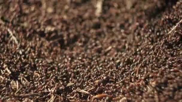 Foco Selectivo Del Trabajo Vida Las Hormigas Del Bosque Hormiguero — Vídeos de Stock