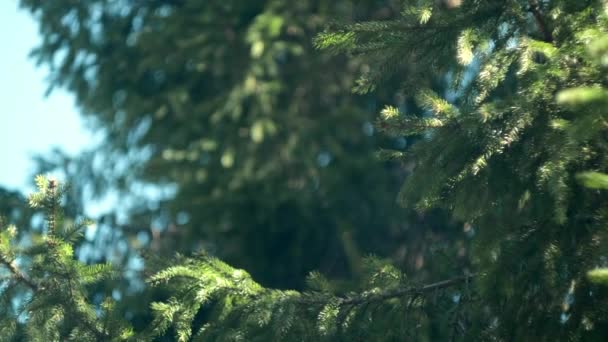 개념입니다 가문비나무 가지들 아름다운 가문비나무가 하늘을 배경으로 펼쳐져 여름이나 — 비디오