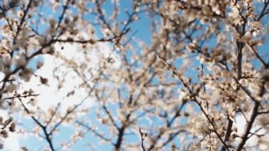 İlkbahar ve doğa mevsimleri yenilenir. Ağaç çiçeklerinin seçici odağı arka planda çiçek açıyor. Baharda mavi gökyüzü ılık, güneşli bir günde.