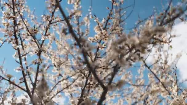 Selektywne Skupienie Pięknych Gałęzi Kwitnącej Wiśni Miękkim Naciskiem Delikatne Błękitne — Wideo stockowe