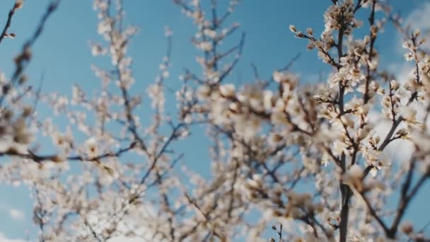 Bloeiende Mooie Boom Lentetuin Blauwe Lucht Achtergrond Sluiten Van Kersenbloemen — Stockvideo