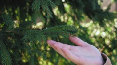 Kadın elinin seçici odağı güneşli bir günde ladin dalına dokunur. Doğa ve çevre koruma ile bağlantı. Ormanı koruyan yeni neslin yeşil bilinçli yaşam tarzı. Ekoloji kavramı