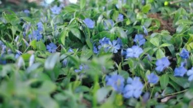 Bahar veya yaz ormanlarında çiçek açan menekşe ve ahşap şakayık çiçeklerini kapatın. Güneşli bir günde parkta güzel bir çiçek halısı. Doğa konsepti. Seçici odak