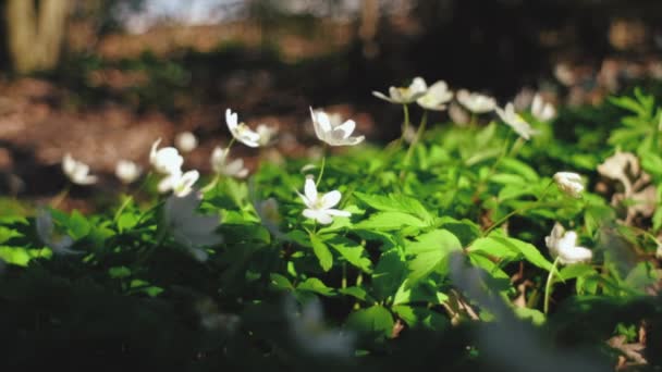 Selektivt Fokus Blommande Vita Blommor Skog Soligt Landskap Vilda Blommor — Stockvideo