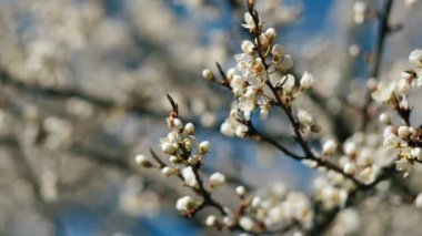 Yumuşak odaklı kiraz çiçekli makro dalları fotokopi uzayı ile güneş ışığıyla aydınlık mavi gökyüzü arka planına odaklanıyor. Bahar doğasının güzel çiçekleri. Seçici odaklanma. İlkbahar konsepti