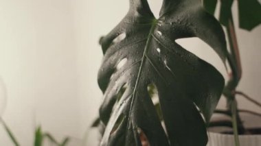 Tanımlanamayan bir dişi büyük yeşil yaprak canavarına eziciden su püskürtür. Ev hobileri, bitki yetiştirme, bahçıvan ya da çiçekçi küçük dükkanlarda çalışıyor. Ev bitkileri konsepti