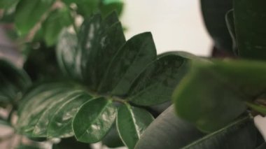 Üst manzara, yeşil bitkilerin yapraklarını suyla ıslatan bir kadının elini gösteriyor. Kapalı kapılar ardındaki elastica bitkisine bakıyorum. Su püskürtme şişesi. Bahçıvanlık ev ödevi yapmak ev hayatı kavramı