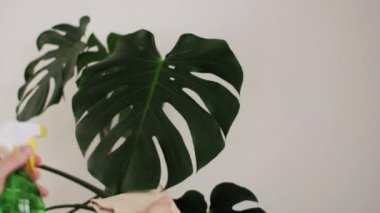 Dişi ellerinin kapalı olması toz çözücüden su püskürtür ve bitki yapraklarındaki tozu siler, bitki canavarıyla ilgilenir, ısıtma döneminde nemlendirir. Ev bahçe işleri ve hobi konsepti