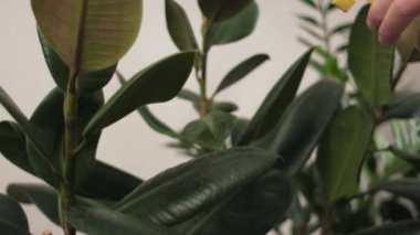 Yeşil bitki yaprakları püskürten kadın elini kapat. Kapalı kapılar ardındaki elastica bitkisine bakıyorum. Evde buğulanmış incir ağacı. Kadının elinde plastik sulama spreyi şişesi var. Ev hanımı ve hobi konsepti