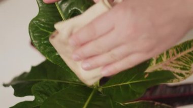 Tanınmayacak kadar genç bir kadın nemli ve yumuşak bir bezle yaprakların tozunu alıyor. Kapalı alandaki bitki ağaçlarının bakımı doğru. Çiçekçilik ve bitki yetiştirme. Ev işleri, ev hanımı ve bahçe işleri.