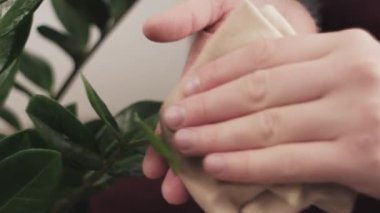 Kadın bahçıvanın ellerini kapatın. Küçük bitki yapraklarından toz temizleyin. Bitkilerle ilgilenin. Çiçekçi, hobi, ev hanımı ve ev işleri konsepti. Evde bahçe işleri.