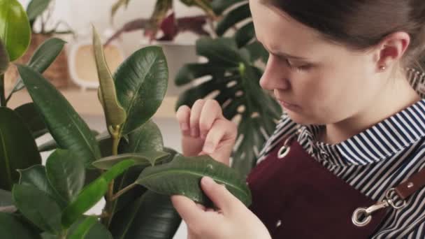 Närbild Upprörda Unga Kaukasiska Kvinna Som Håller Ficus Elastisk Eller — Stockvideo