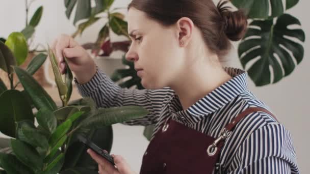 关闭焦虑园艺妇女使用智能手机 阅读关于植物疾病的信息站在房间里 室内植物疾病障碍识别和治疗 室内植物晒伤 — 图库视频影像