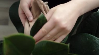 Tanınmayan genç bir kadının üst görüntüsü nemli yumuşak bezle yaprakları siliyor. Kapalı alandaki bitkilerin bakımını doğru yapın. Çiçekçilik ve bitki yetiştirme. Ev işleri, ev hanımı ve bahçe işleri.