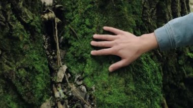 Erkek elini yavaşça yosunlu büyük bir ağacın gövdesine değdir. Doğa ve ekoloji koruma kavramı. Ormanı koruyan yeni neslin yeşil bilinçli yaşam tarzı