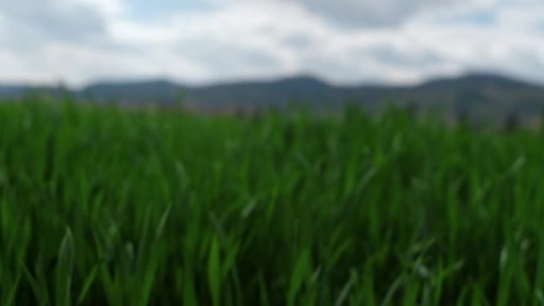 Selektivní Zaměření Zelených Pšeničných Klíčků Poli Proti Mrakům Oblohy Hor — Stock video