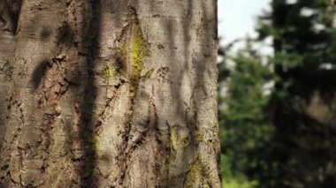 Güneşli bahar ve yaz günlerinde arka planda rüzgarda sallanan yaşlı ağaç kabuklarının ve çam ormanlarının yakınında. Çevre konsepti. Doğayla bağ kurmak ve hissetmek.