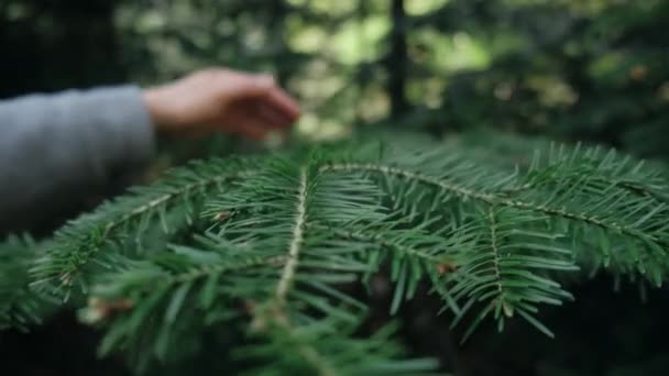 女性手的选择性焦点轻轻触摸云杉枝条 与自然和环境保护的联系 新一代保护森林的绿色意识生活方式 环境概念 — 图库视频影像