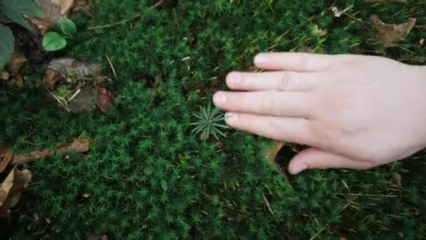Ovanifrån Kvinnlig Hand Försiktigt Röra Grön Frodig Mossa Våren Eller — Stockvideo