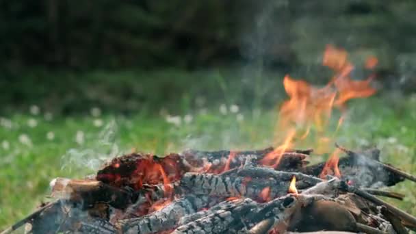 Ognisko Płonie Naturze Blisko Ogniska Starych Gałęzi Słoneczny Letni Lub — Wideo stockowe