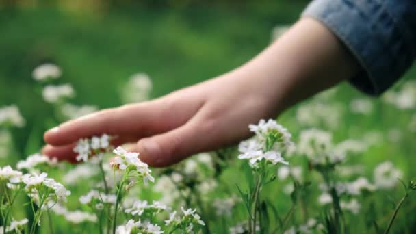 Nahaufnahme Der Kinderhand Die Kleine Weiße Wildblumen Freien Sanft Berührt — Stockvideo