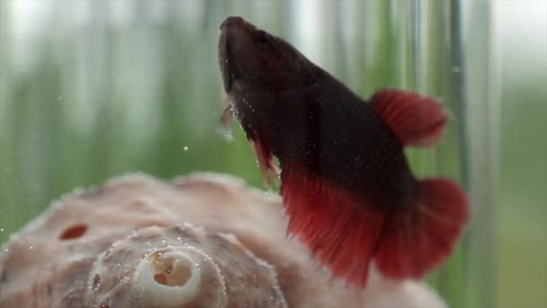 Foco Seletivo Bonito Pequeno Peixe Vermelho Tropical Betta Natação Aquário — Vídeo de Stock