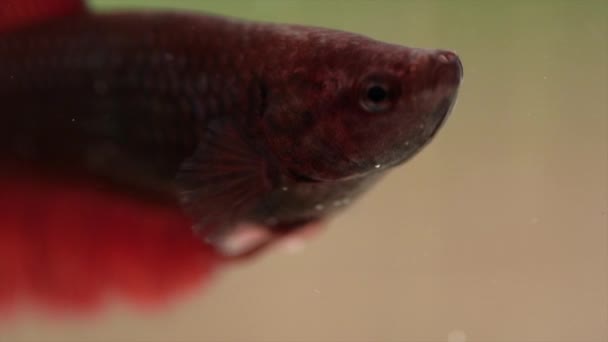 수족관에 배경의 아름다운 물고기를 클로즈업합니다 동물의 — 비디오