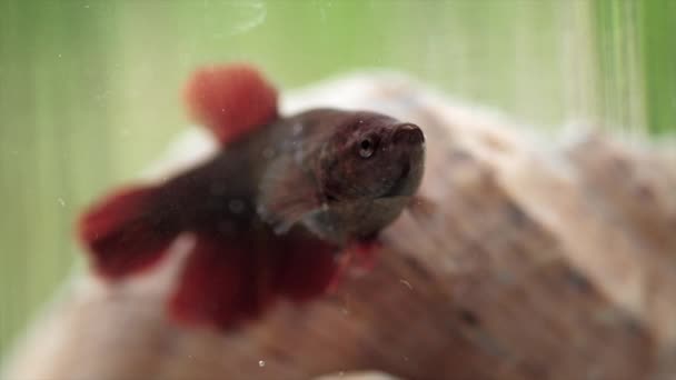 Selective Focus One Little Tropical Red Fish Swimming Transparent Glass — Stock Video