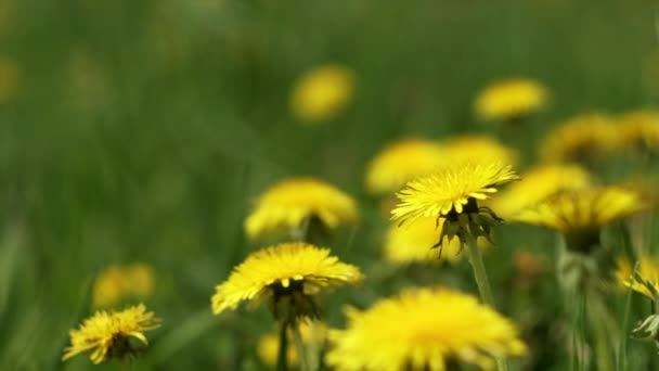 紧闭着美丽的黄色蒲公英 田野风在平静的阳光普照的日子里摇曳着 光芒四射自然春景 医疗花卉的概念 慢动作 — 图库视频影像
