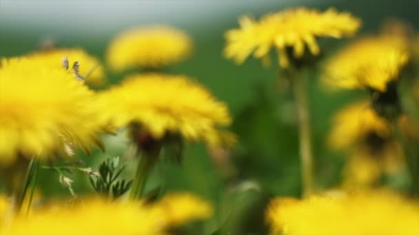 春绿草坪的选择焦点与美丽的黄色蒲公英花 在晴天迎风摇曳 夏天的自然背景自然概念 慢动作 — 图库视频影像