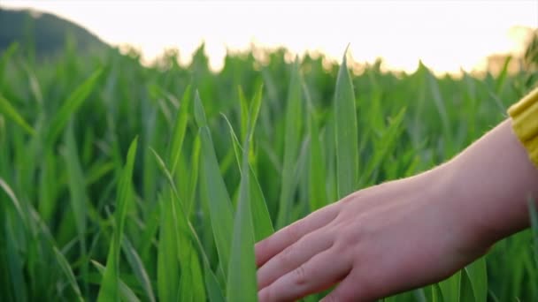 Zamknij Rękę Dziecka Delikatnie Głaszcząc Zielone Pole Pszenicy Rolnictwo Rolnictwo — Wideo stockowe