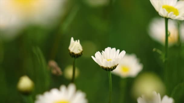 在平静的夏日 把美丽的洋甘菊花收拢在一起 白色的雏菊在风中摇曳 概念自然 生态系统 有选择的重点 慢动作 — 图库视频影像