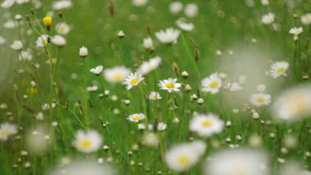 Vackra Fält Tusensköna Svajande Vinden Sommardagen Natur Blommor Vår Biologi — Stockvideo