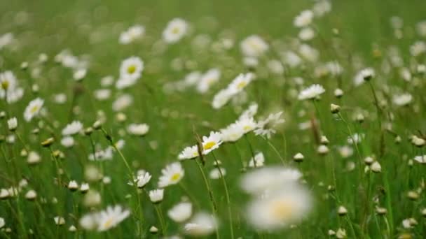 春天美丽的洋甘菊田 许多菊花在平静温暖的夏日绽放 白色的雏菊在风中摇曳 概念自然 生态系统 慢动作 — 图库视频影像