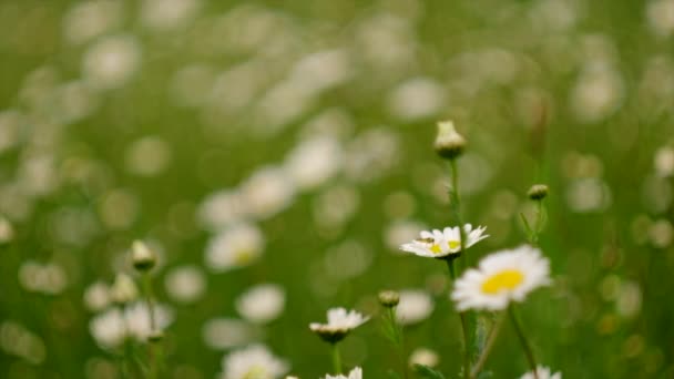 春の日には風に揺れる美しいデイジーの花 生態系の概念 マトリカリア レクティータ 美容学への応用 選択的フォーカス スローモーション — ストック動画