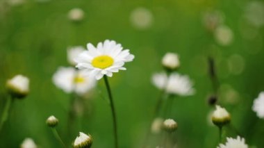 Sakin bir yaz gününde rüzgarda sallanan güzel papatya çiçeklerini kapatın. Doğa, çiçekler, ilkbahar, biyoloji, fauna, çevre, ekosistem. Matricaria Recutita. Kozmetik bilimi uygulaması. Yavaş çekim