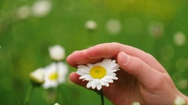 Güzel bir bahar ya da yaz günü, çocuk elinin güzel, beyaz papatya çiçeğine nazikçe dokunuşu. Doğanın tadını çıkarmak, hafta sonu tatili macerası, tatil konsepti. Yavaş çekim
