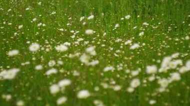 Güneşli bir günde çiçek açan bir papatya çiçeğiyle güzel bir doğa sahnesi. Alternatif tıp Bahar Papatyası. Beyaz kır çiçeklerinin seçici odak noktası. İnanılmaz sıcak gün ışığında çayır. Yaz arkaplanı