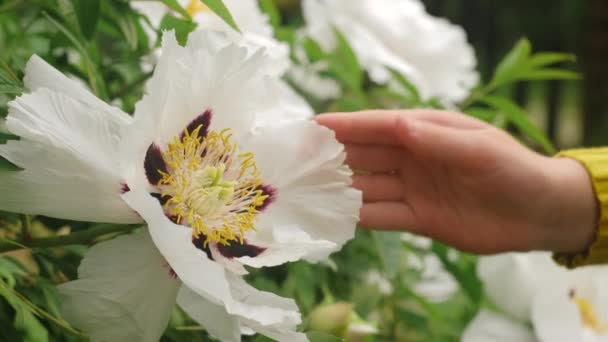 Zblízka Okouzlující Milující Holčička Dítě Jemně Vychutnává Vůni Bílých Květin — Stock video