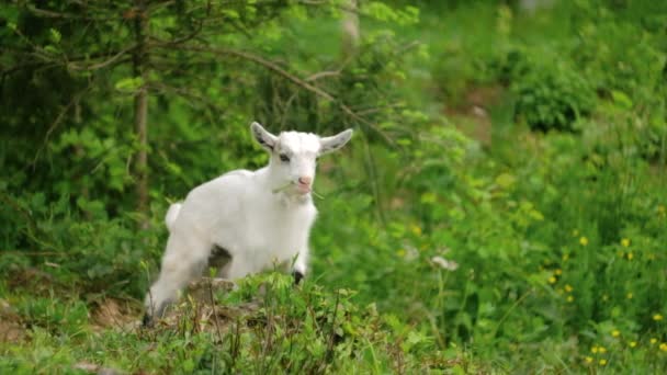 Bonito Leite Pequeno Cabra Branca Mastiga Grama Verde Primavera Campo — Vídeo de Stock