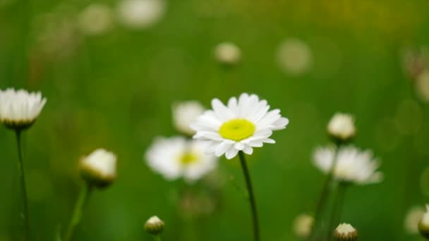 カモミール畑の花 穏やかな晴れた日に医療シャモミーラを開花させる美しい自然シーン 代替医療春のデイジー 野の花のコンセプト 暖かい牧草地 夏の背景 スローモーション — ストック動画