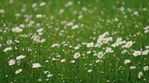 春美丽甘菊田的选择性焦点 黛西在平静的夏日开花 白色的雏菊在风中摇曳 概念自然 生态系统 慢动作 — 图库视频影像