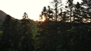 Hava aracı destansı günbatımında dağlardaki güzel çam ağaçları üzerinde uçuyor. Güneşin parlak diski yavaşça dağların tepesine çıkar. Dramatik gün doğumu gökyüzü arkaplanı