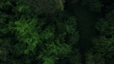 Yaz aylarında sakin, karışık yeşil ormanın hava manzarası. Saf manzaranın seyyar konsepti, hava kamerası ağaçların tepesini ve ağaçların tepesini çekti. Gezgin şehvet hedefi