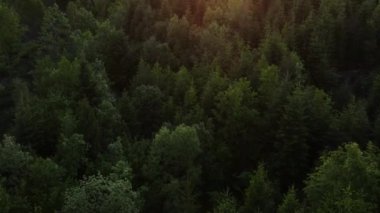 Hava aracı gün batımında dağdaki çam ve çam ağaçları üzerinde uçuyor. Güneşin parlak diski yavaşça dağların tepesine çıkar. Dramatik gün doğumu gökyüzü arkaplanı
