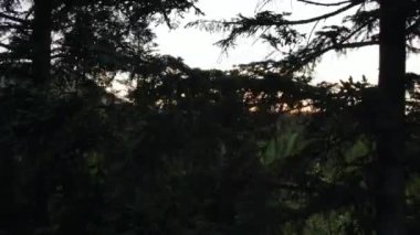 Güneşin batışı, sıcak yaz gününde, siluet ladin ormanının hava aracı merceğine ışık saçıyor. Dağlar manzaralı. Güzel orman ve romantik seyahat yeri konsepti