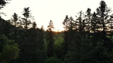 Çam kozalaklı ağaç tepelerinde uçan İHA atışı, doğa arka planı. Seyahat konsepti saf manzara sahnesi. Güzel ladin ormanının, güneşin doğuşunda ya da batışında havadan görünüşü