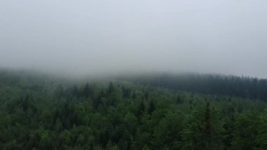 Hava aracı görüntüsü üç tepe, bozulmamış ve el değmemiş doğa rezervi. Doğa konsepti. Yeşil ormandaki yoğun, kasvetli sislerin içinde uçmak ilkbahar ya da yaz günlerinde karanlık, gizemli bir sabahta