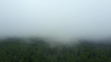 İnanılmaz destansı hava aracı yaz günü yeşil ormanın üzerinde sabah sisi vurdu. Ağaç tepeleri, el değmemiş ve el değmemiş doğa koruma alanı, doğa arka planı.